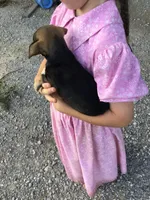 Female Macy, a female Chihuahua for sale in Anna, IL – 2 of 10