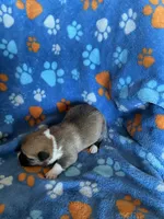 Boy 1, a male Pembroke Welsh Corgi for sale in Anna, IL – 4 of 6