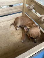 Boy 2, a male Chihuahua for sale in Anna, IL – 6 of 9