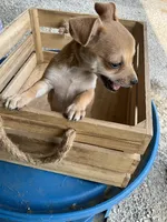 Boy 1, a male Chihuahua for sale in Anna, IL – 5 of 7