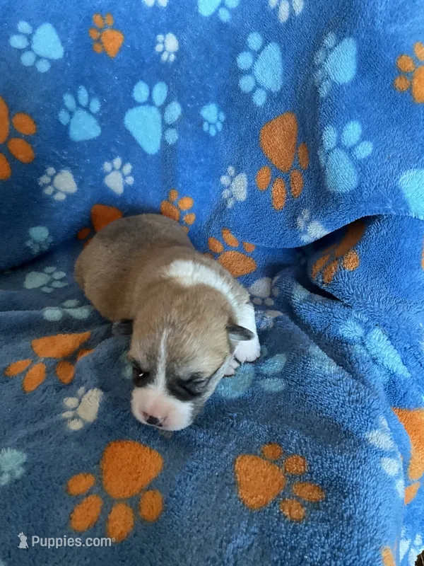 Boy 5 – Pembroke Welsh Corgi puppy for sale in Anna, IL