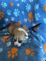 Boy 5, a male Pembroke Welsh Corgi for sale in Anna, IL – 1 of 7