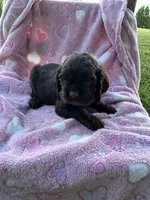 Girl 4, a female Cocker Spaniel for sale in Anna, IL – 3 of 10