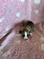 Girl 1, a female Pembroke Welsh Corgi for sale in Anna, IL – 3 of 6