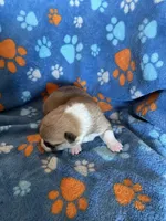 Boy 5, a male Pembroke Welsh Corgi for sale in Anna, IL – 3 of 7