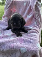 Girl 4, a female Cocker Spaniel for sale in Anna, IL – 10 of 10