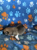 Boy 2, a male Pembroke Welsh Corgi for sale in Anna, IL – 2 of 6