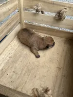 Boy 2, a male Chihuahua for sale in Anna, IL – 6 of 7