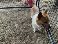Russel, a male Pembroke Welsh Corgi for sale in Anna, IL – 8 of 10