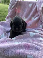 Girl 4, a female Cocker Spaniel for sale in Anna, IL – 9 of 10
