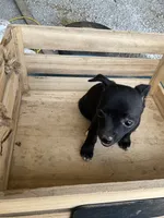 Girl 1, a female Chihuahua for sale in Anna, IL – 2 of 9