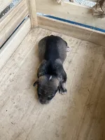 Girl 2, a female Chihuahua for sale in Anna, IL – 8 of 9