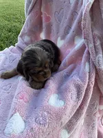 Girl 3, a female Cocker Spaniel for sale in Anna, IL – 3 of 10