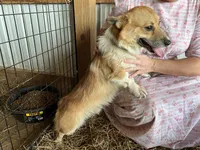 Russel, a male Pembroke Welsh Corgi for sale in Anna, IL – 10 of 10