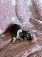Girl 3, a female Pembroke Welsh Corgi for sale in Anna, IL – 6 of 7