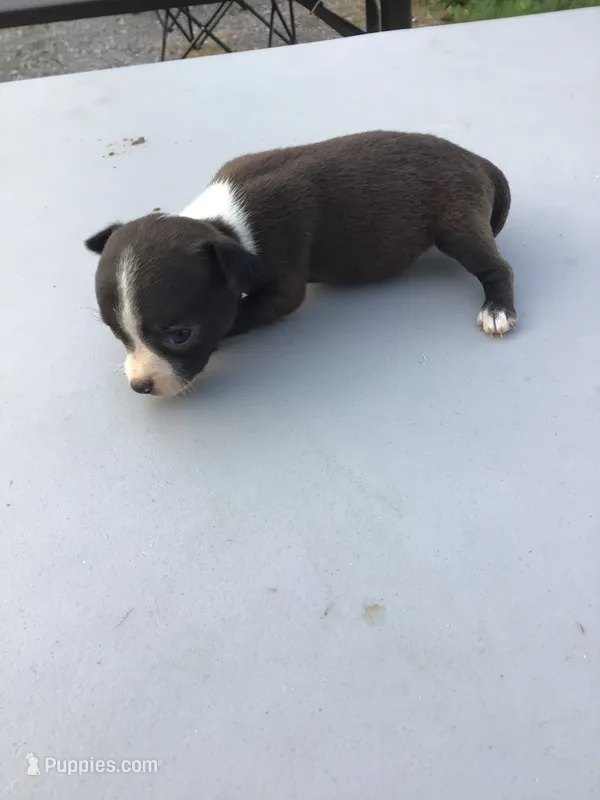 Male jack – Chihuahua puppy for sale in Anna, IL
