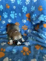 Boy 1, a male Pembroke Welsh Corgi for sale in Anna, IL – 6 of 6