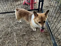 Russel, a male Pembroke Welsh Corgi for sale in Anna, IL – 9 of 10