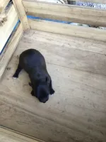 July boy 1, a male Chihuahua for sale in Anna, IL – 3 of 5