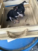 Boy 3, a male Chihuahua for sale in Anna, IL – 7 of 8