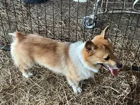 Russel, a male Pembroke Welsh Corgi for sale in Anna, IL – 3 of 10