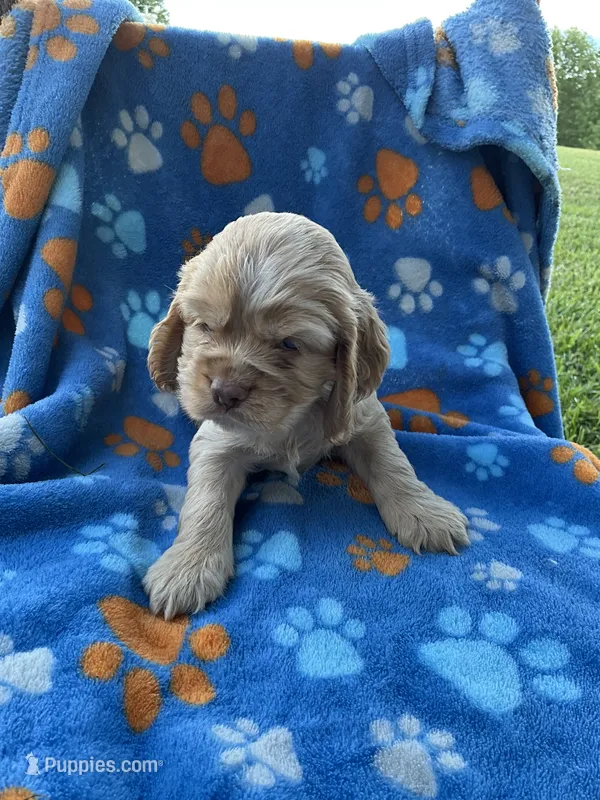 Boy 2 – Cocker Spaniel puppy for sale in Anna, IL