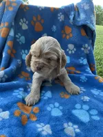 Boy 2, a male Cocker Spaniel for sale in Anna, IL – 1 of 10