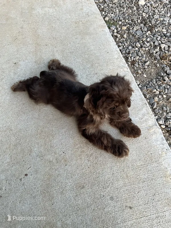Male Cocker Spaniel – Cocker Spaniel puppy for sale in Anna, IL