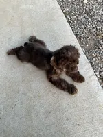 Male Cocker Spaniel, a male Cocker Spaniel for sale in Anna, IL – 1 of 10