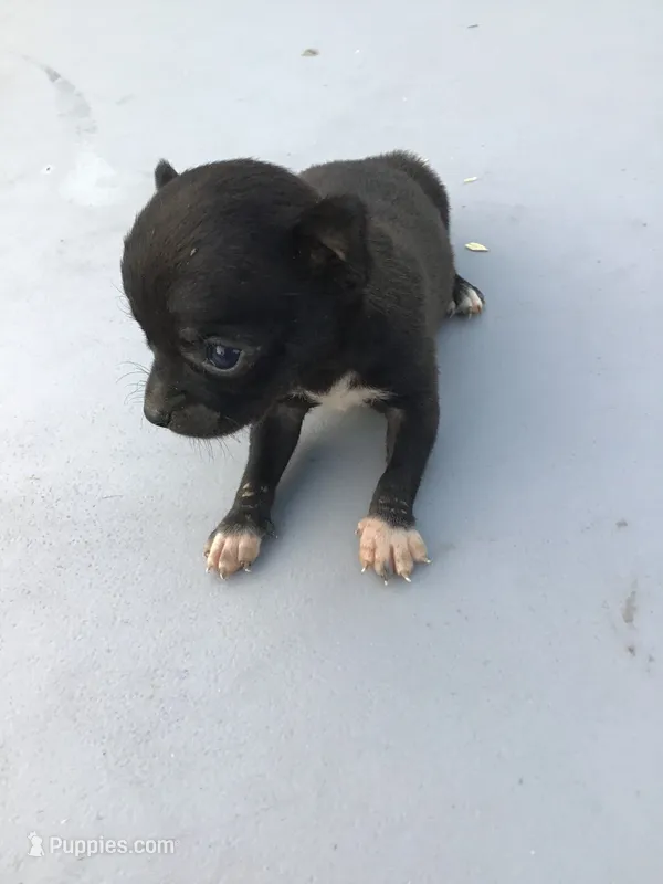 Female lucky – Chihuahua puppy for sale in Anna, IL