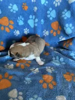 Boy 4, a male Pembroke Welsh Corgi for sale in Anna, IL – 6 of 7