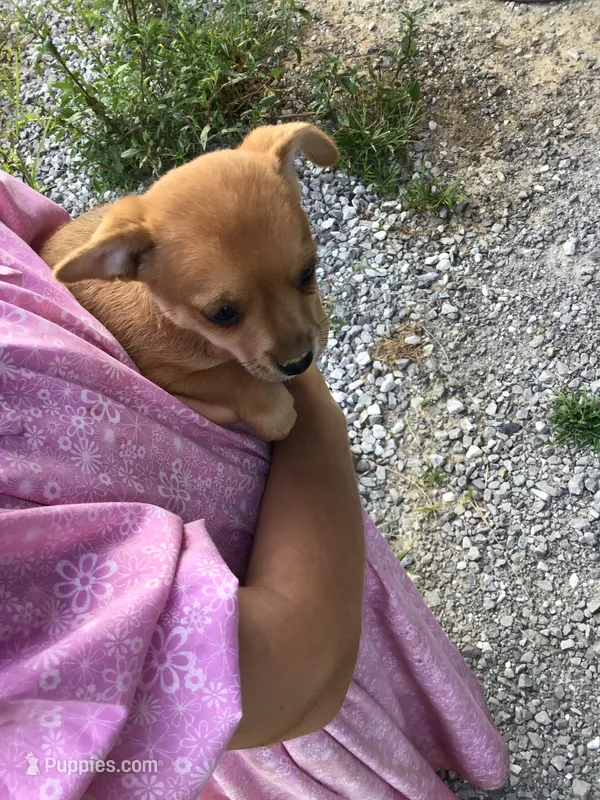 Male bingo – Chihuahua puppy for sale in Anna, IL