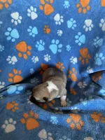 Boy 3, a male Pembroke Welsh Corgi for sale in Anna, IL – 5 of 7