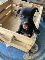 Girl 1, a female Chihuahua for sale in Anna, IL – 3 of 9