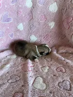 Girl 1, a female Pembroke Welsh Corgi for sale in Anna, IL – 5 of 6