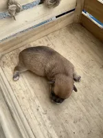 Boy 2, a male Chihuahua for sale in Anna, IL – 5 of 7