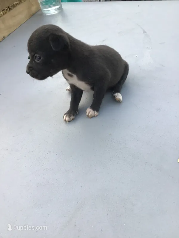 Female Lucy – Chihuahua puppy for sale in Anna, IL