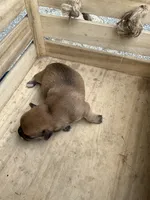 Boy 2, a male Chihuahua for sale in Anna, IL – 7 of 7