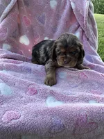 Girl 3, a female Cocker Spaniel for sale in Anna, IL – 5 of 10