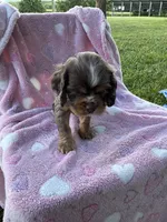 Girl 2, a female Cocker Spaniel for sale in Anna, IL – 7 of 10