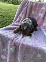Girl 1, a female Cocker Spaniel for sale in Anna, IL – 8 of 9