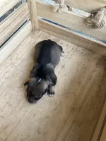 Girl 2, a female Chihuahua for sale in Anna, IL – 6 of 9