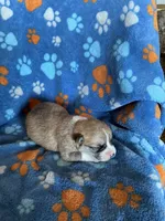 Boy 5, a male Pembroke Welsh Corgi for sale in Anna, IL – 2 of 7