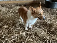 Raganne Fern - CKC, a female Pembroke Welsh Corgi for sale in Anna, IL – 4 of 7