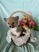 Tulip, a female Pembroke Welsh Corgi for sale in Anna, IL – Photo 5 of 10