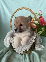 Tulip, a female Pembroke Welsh Corgi for sale in Anna, IL – Photo 6 of 10