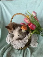 Tulip, a female Pembroke Welsh Corgi for sale in Anna, IL – Photo 10 of 10