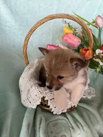 Tulip, a female Pembroke Welsh Corgi for sale in Anna, IL – Photo 4 of 10