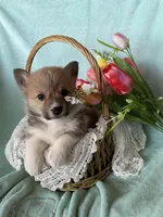 Tulip, a female Pembroke Welsh Corgi for sale in Anna, IL – Photo 2 of 10