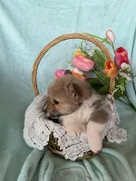 Tulip, a female Pembroke Welsh Corgi for sale in Anna, IL – Photo 8 of 10